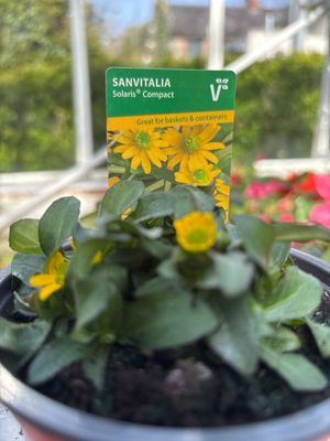 Sanvitalia Solaris Compact Non stop flowers until October…For baskets and pots Long trails Of small yellow daisy like flowers