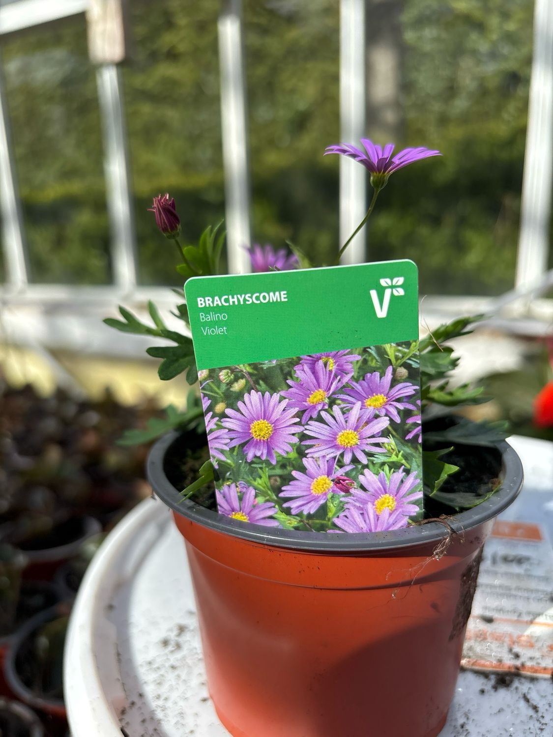 Brachyscome Baling Violet