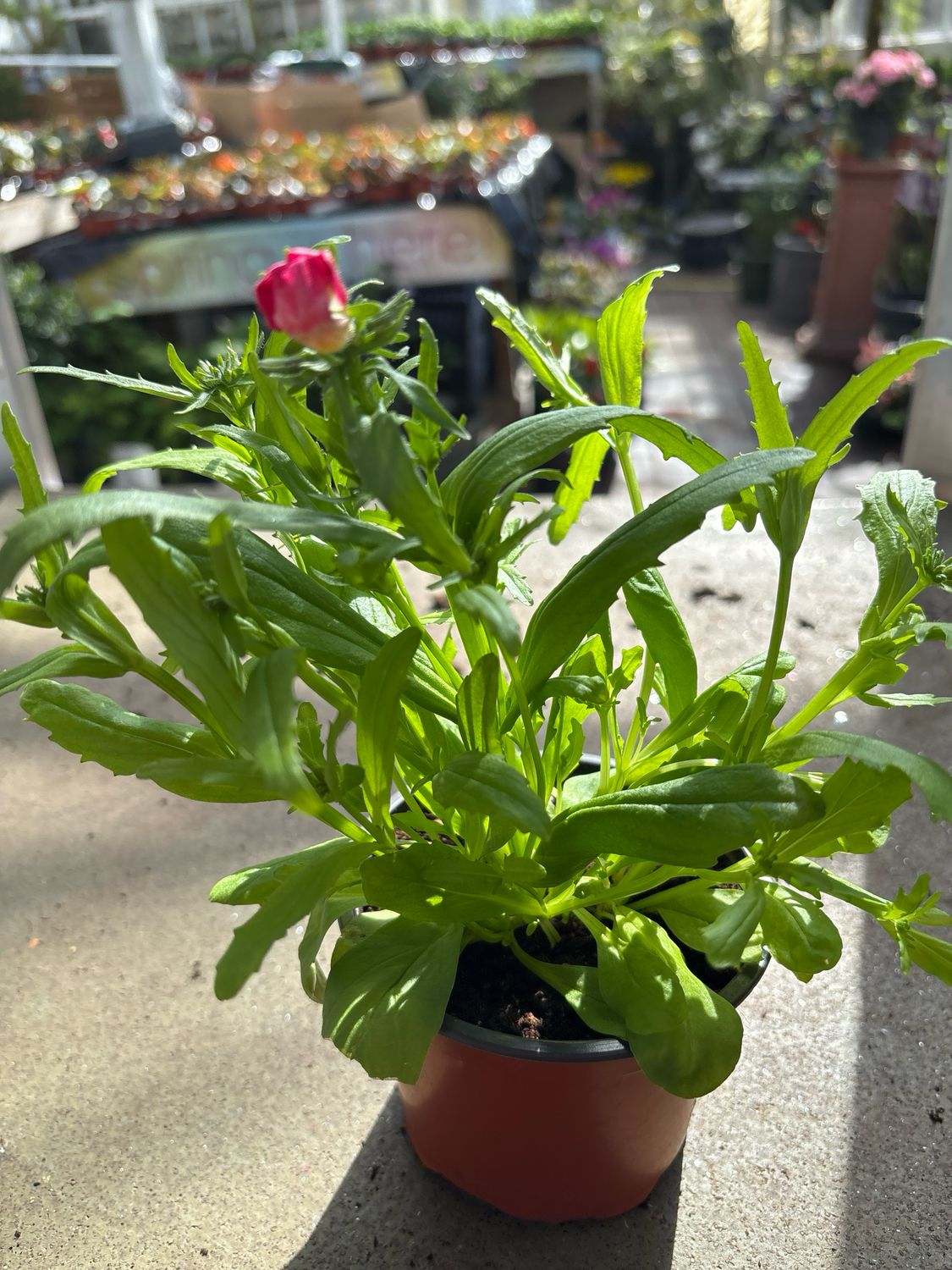 Nemesia Sandrops Mix