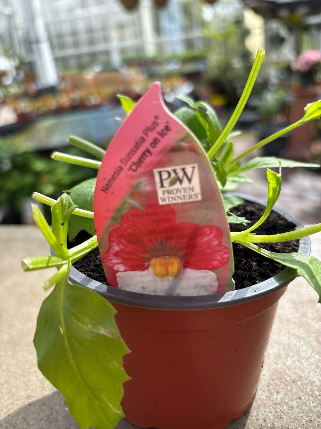 Nemesia Cherry On Ice