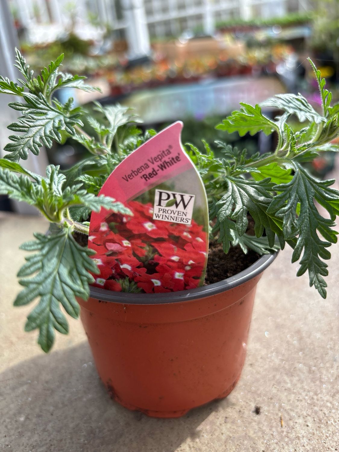 Verbena Vepita Red-White