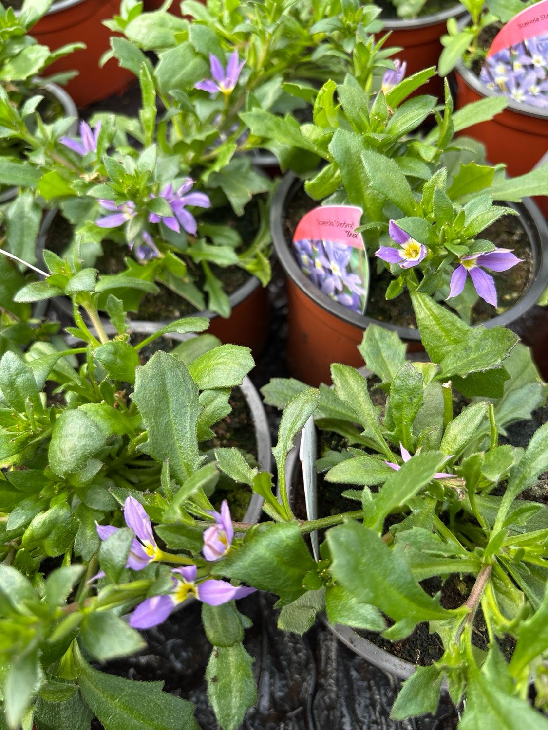 Scaevola Stardiva Blue