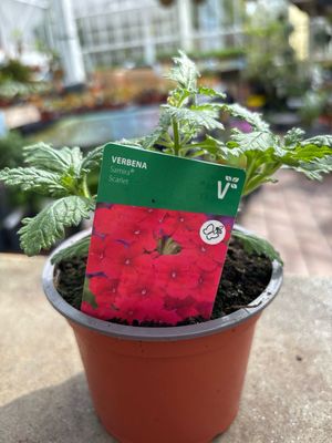 Verbena Scarlet