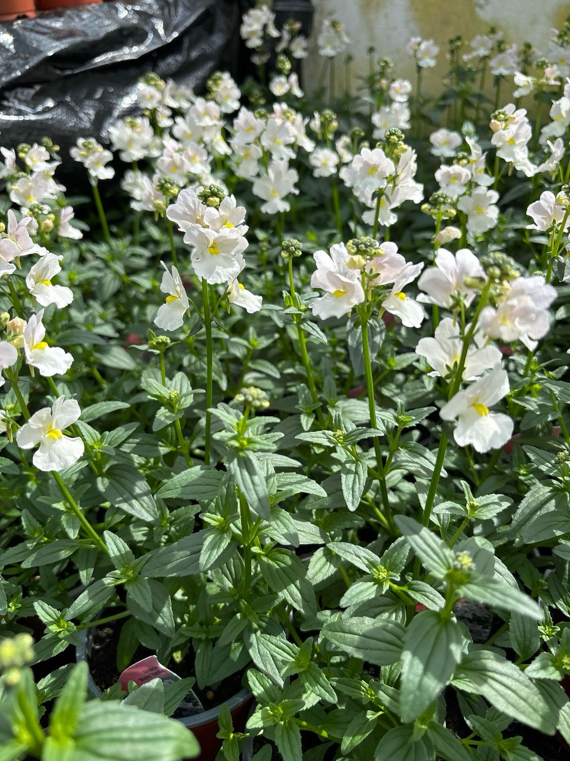 Nemesia Wisley Vanilla
