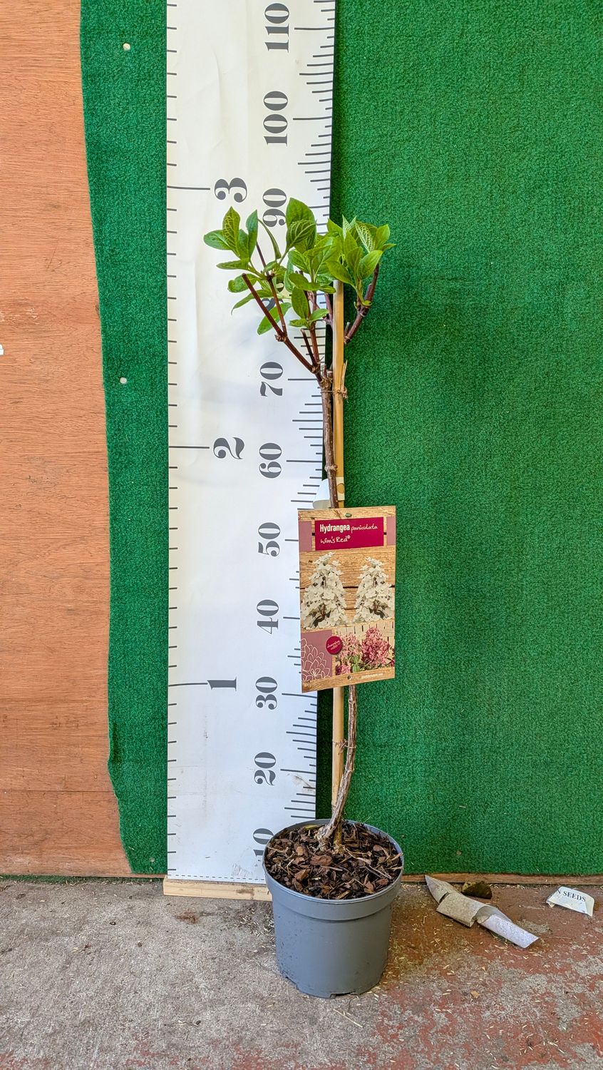 Hydrangea Wims Red Small tree 3ft