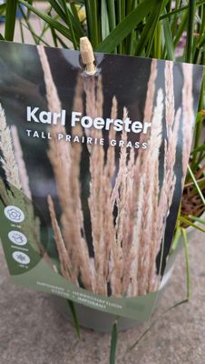 Karl Foerster tall grass