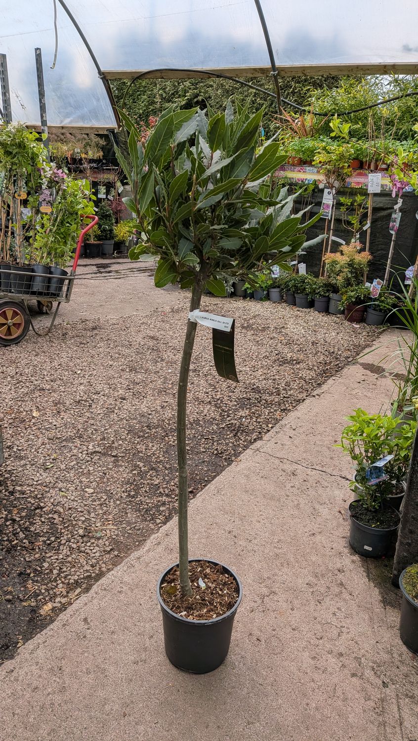 Bay leaf tree Laurus Nobilis