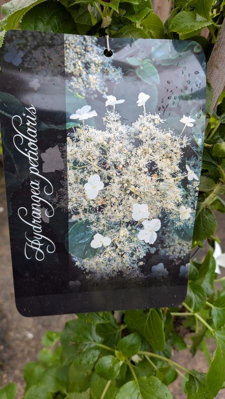 Hydrangea Petiolaris - Climbing Hydrangea..extra large .. ,a reliable self clinging climber for wall fence or arch .White flowers in summer and yellow foliage in autumn .