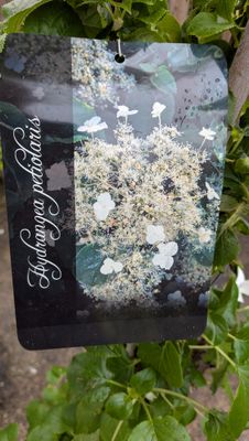 Hydrangea Petiolaris - Climbing Hydrangea..extra large .. ,a reliable self clinging climber for wall fence or arch .White flowers in summer and yellow foliage in autumn .