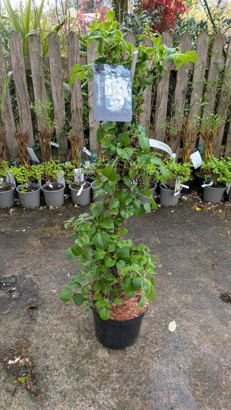 Hydrangea Petiolaris - Climbing Hydrangea..extra large .. ,a reliable self clinging climber for wall fence or arch .White flowers in summer and yellow foliage in autumn . Hydrangea Petiolaris - Climbing Hydrangea..extra large .. ,a reliable self clinging climber for wall fence or arch .White flowers in summer and yellow foliage in autumn .