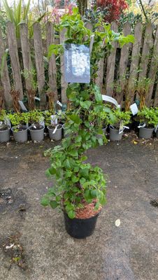 Hydrangea Petiolaris - Climbing Hydrangea