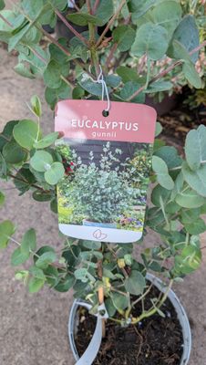 Eucalyptus Gunnii