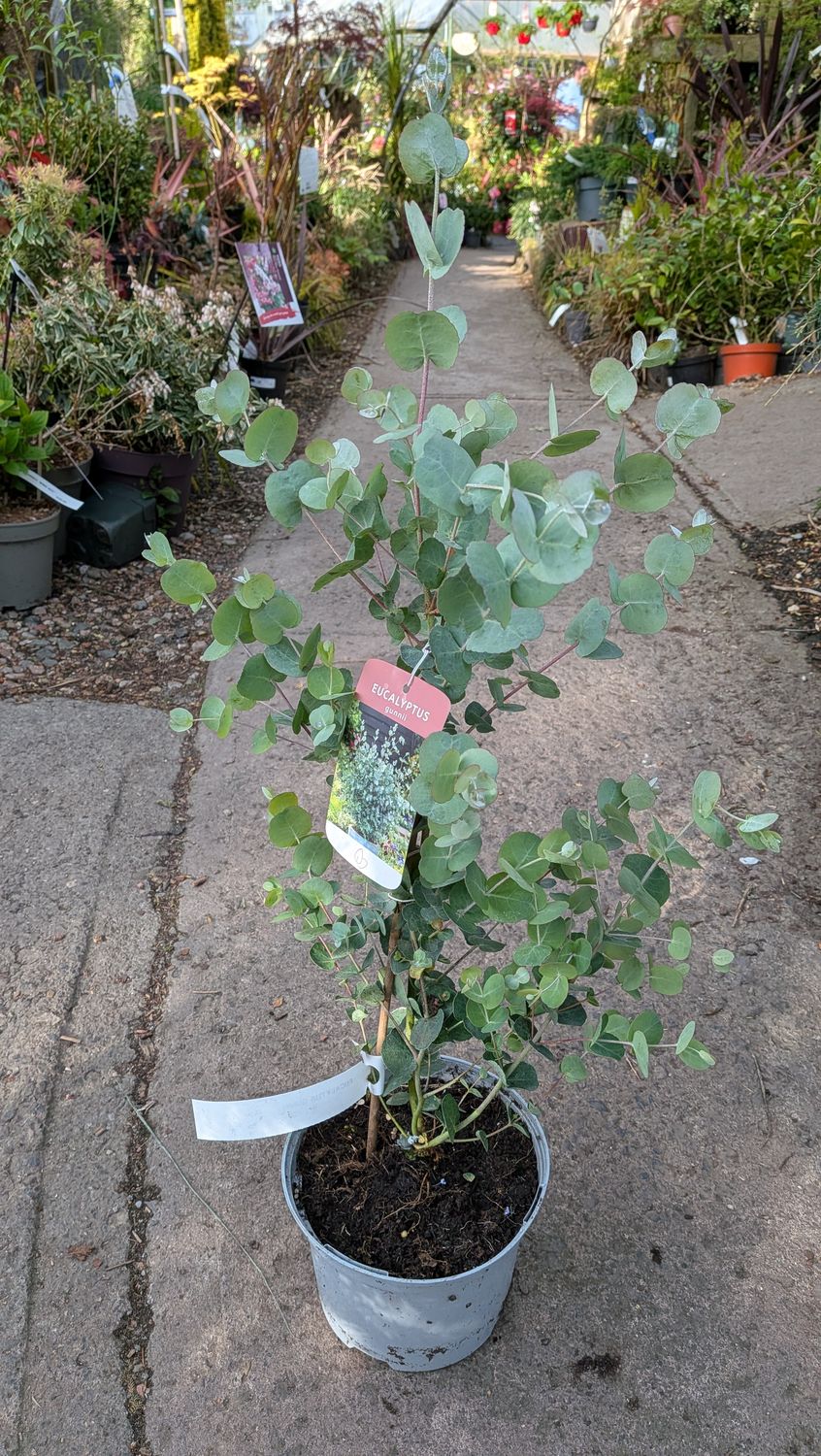 Eucalyptus Gunnii