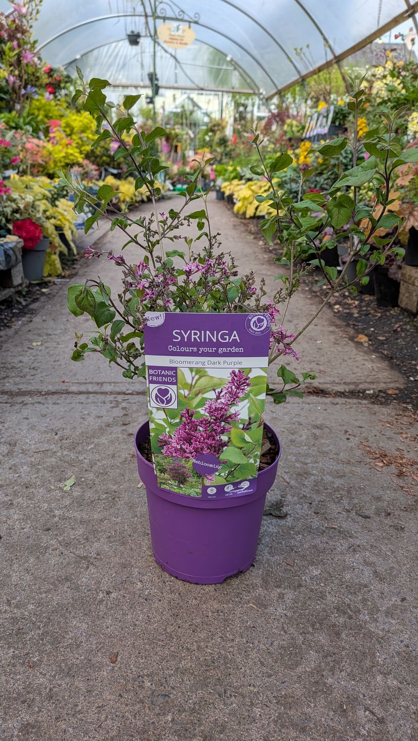 Syringa Dark Purple