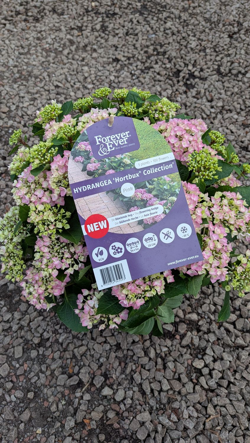 Hydrangea Hortbux Pink only grow 30 Cm ) and flower from June until October Planting time is from now in pots or front of beds