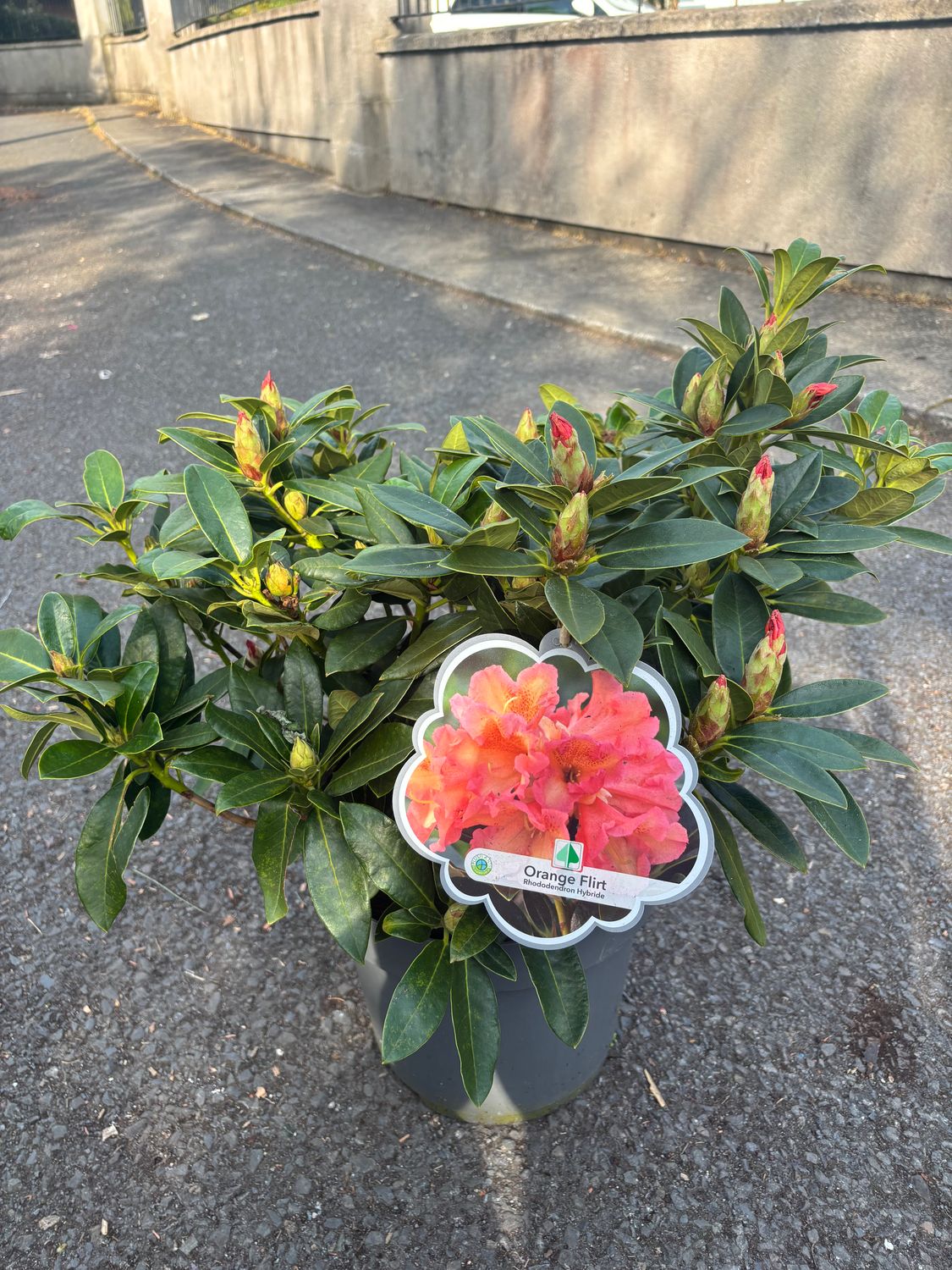Rhododendron Orange Flirt stunning orange bell like flowers in spring early summer. Winter hardy and tough. (strong pot grown bushy top size and grade