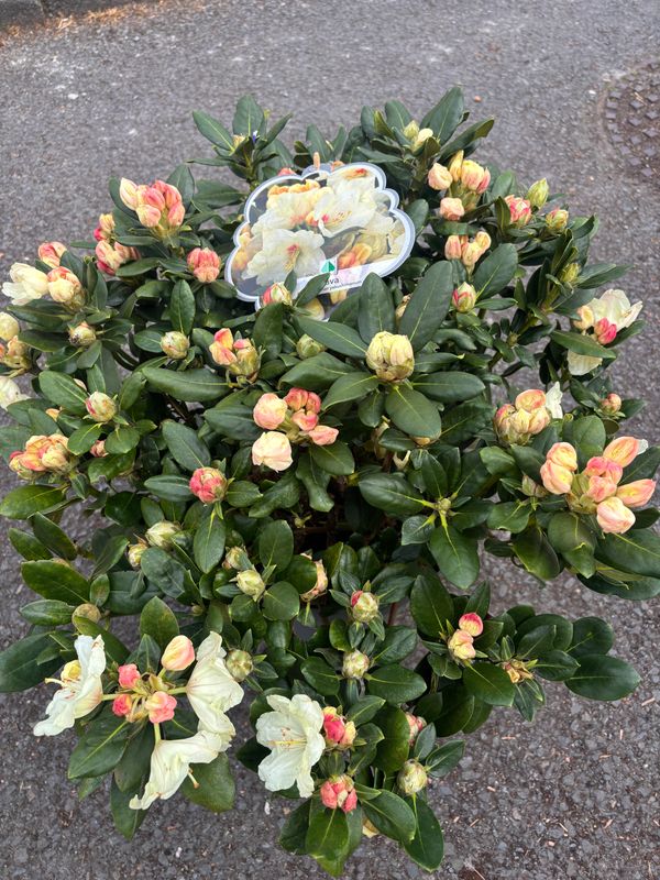 Rhododendron Flava