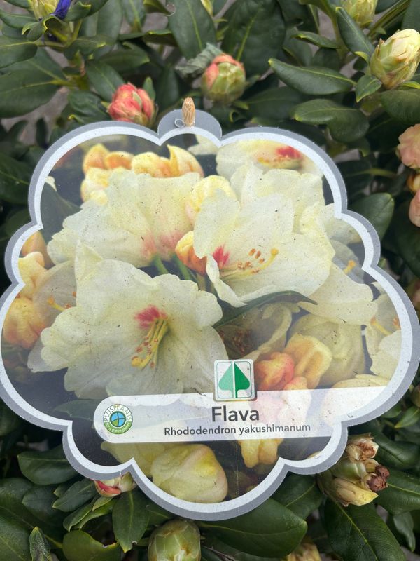 Rhododendron Flava