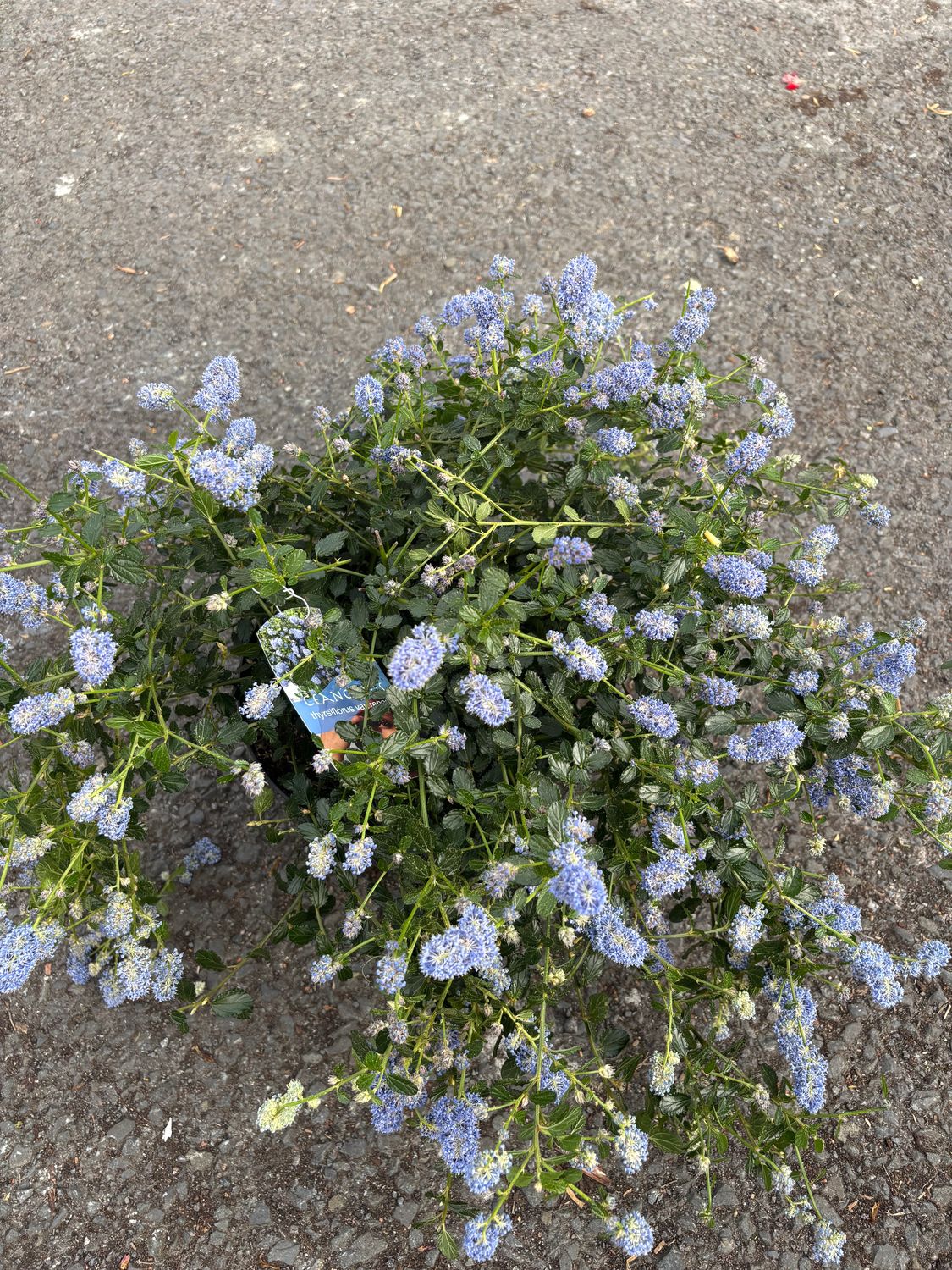 Ceanothus Repens