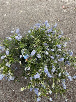 Ceanothus Repens