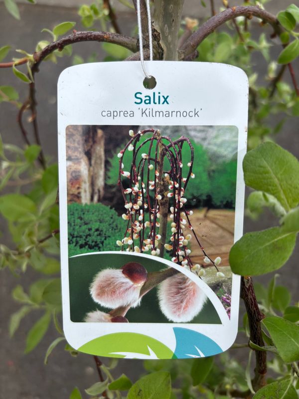 Salix Kilmarnock