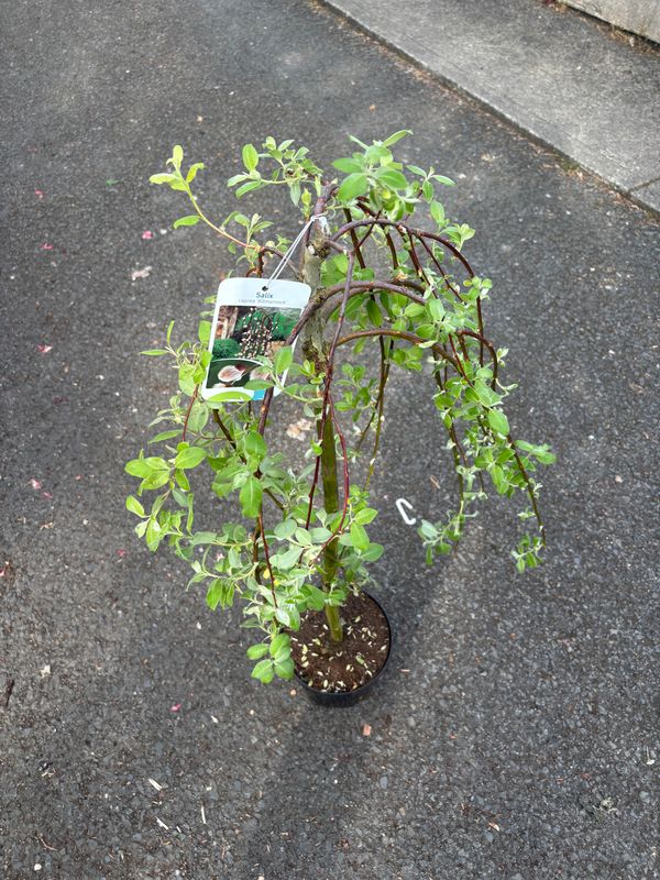 Salix Kilmarnock