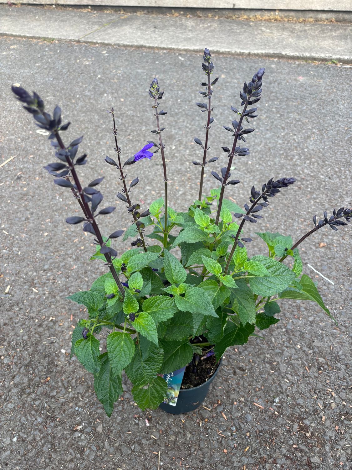 Salvia Lake Blueberry