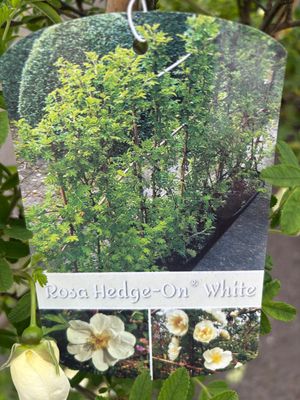 2 Rose Hedge White (ready Hedge) rambling roses trained on a frame . Non stop white single flowers from June until October. Loved by bees and pollinators.