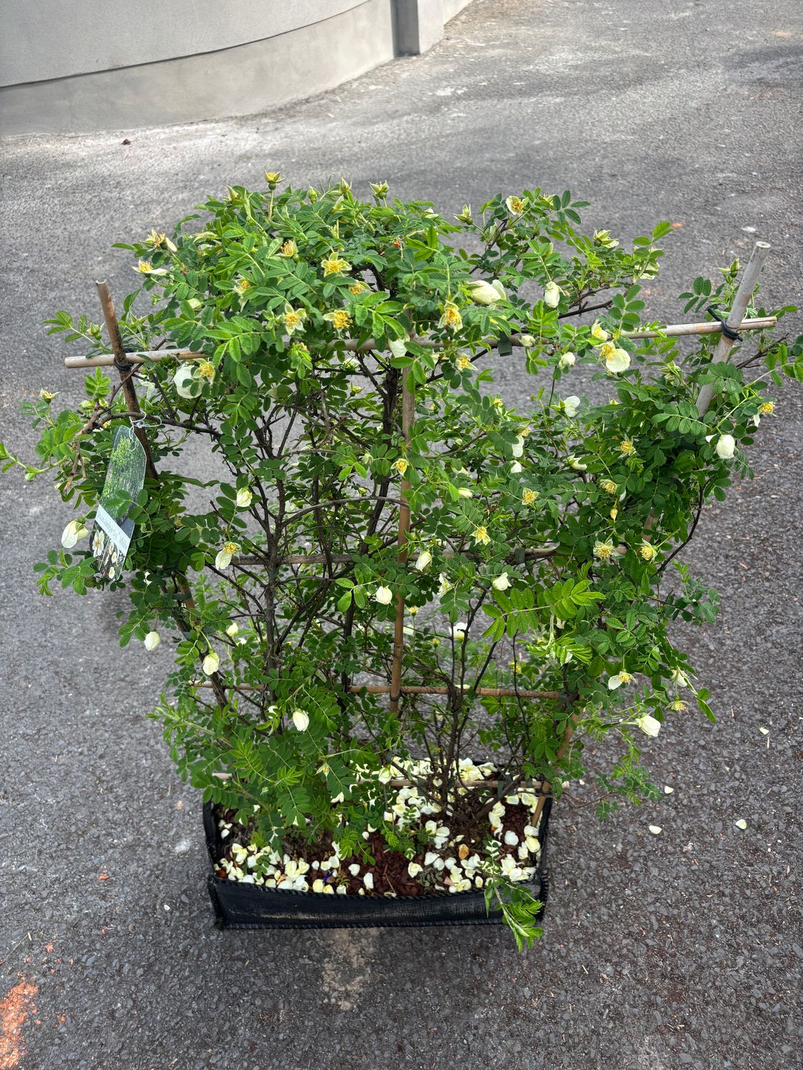 2 Rose Hedge White (ready Hedge) rambling roses trained on a frame . Non stop white single flowers from June until October. Loved by bees and pollinators.