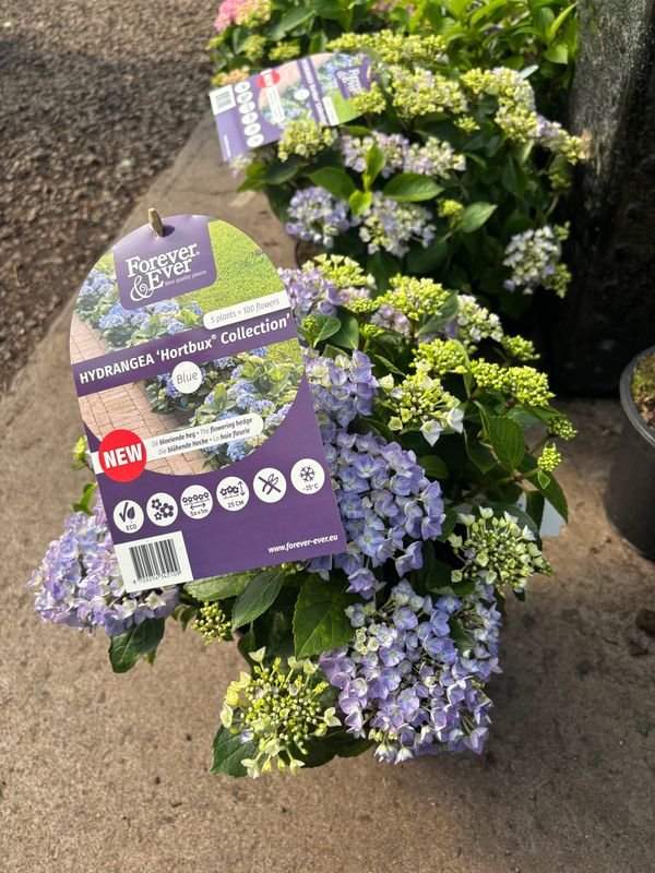 Hydrangea Hortbux Blue only grow 30 Cm ) and flower from June until October Planting time is from now in pots or front of beds