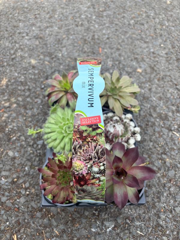 Sempervivum Mixed 6 Pack