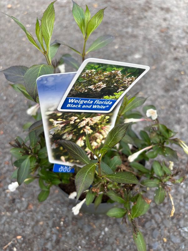 Weigela Black and White