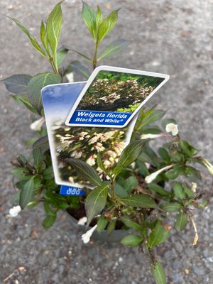 Weigela Black and White