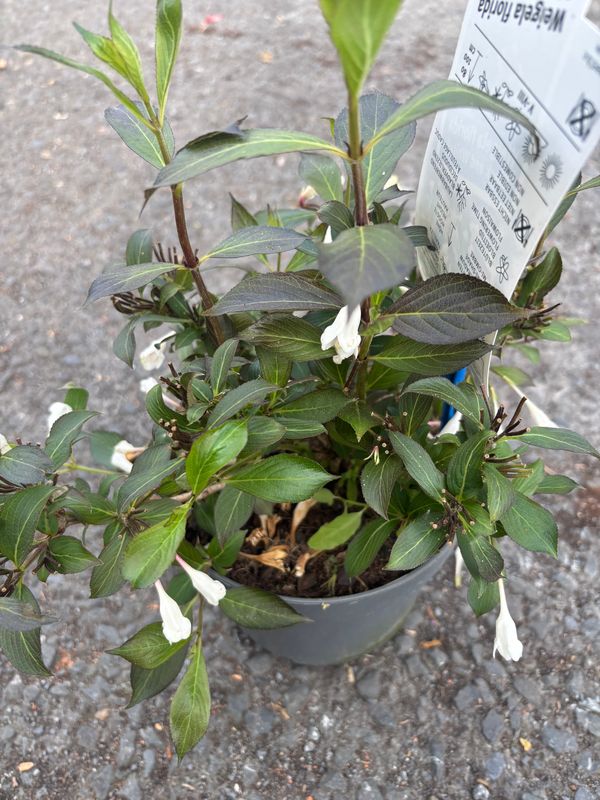 Weigela Black and White