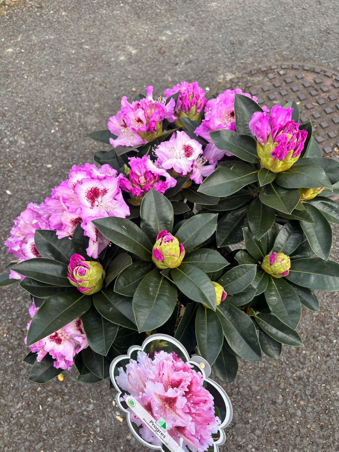 Rhododendron Progres