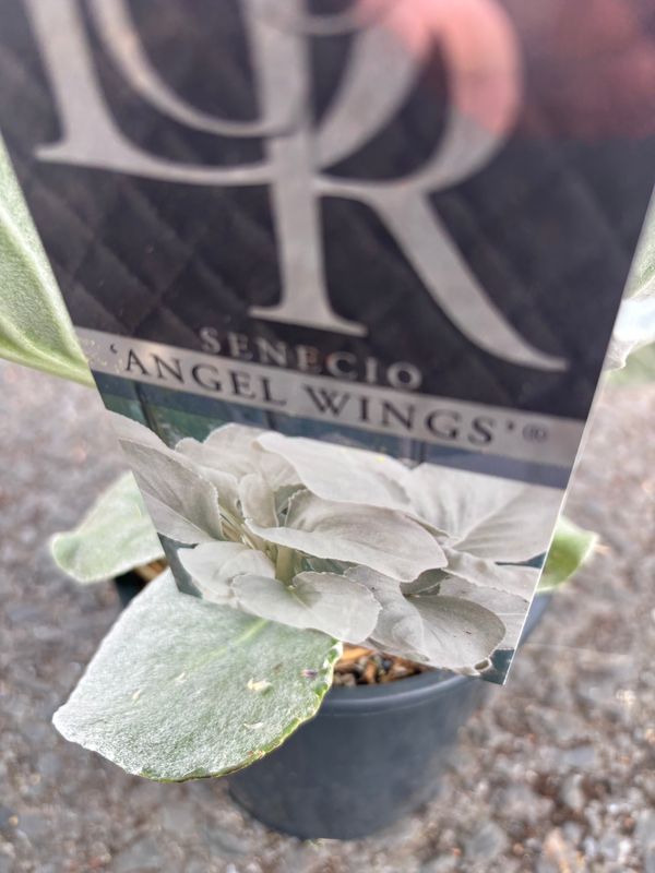 Senecio Angel Wings