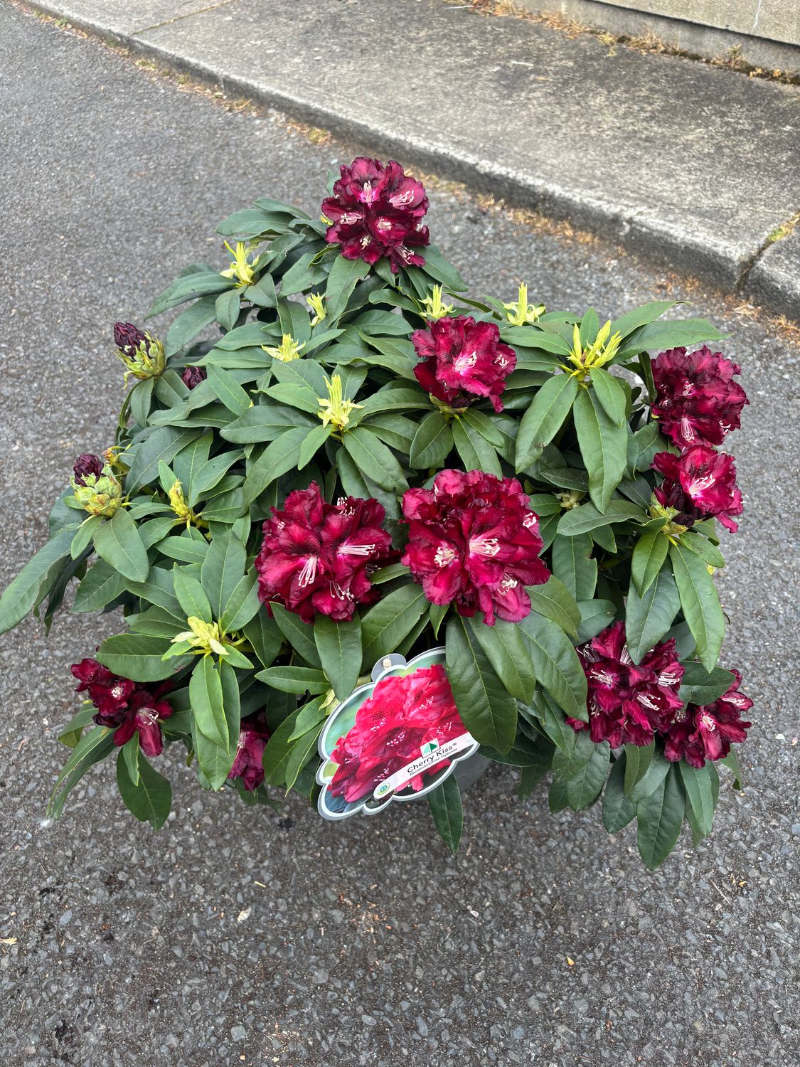 Rhododendron Cherry Kiss