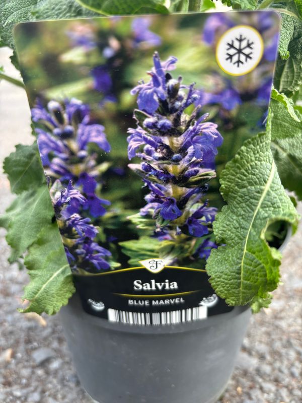 Salvia Blue Marvel
