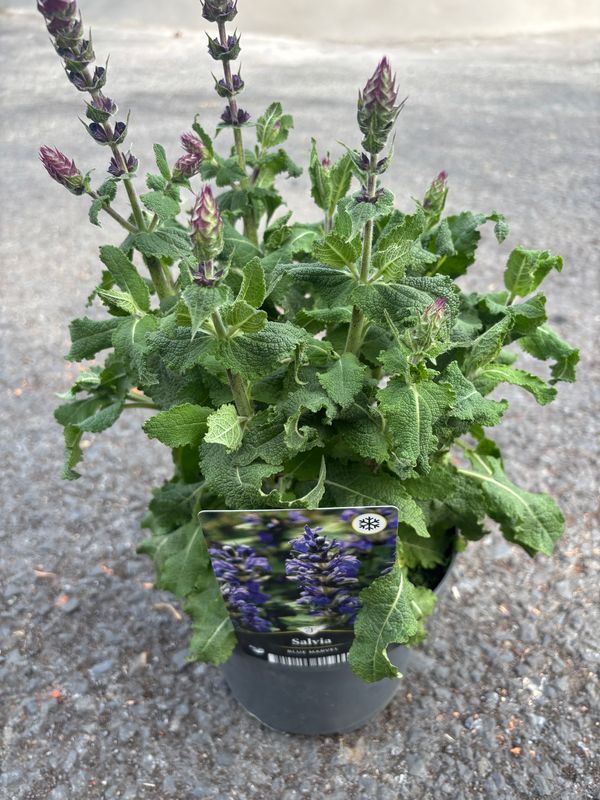Salvia Blue Marvel