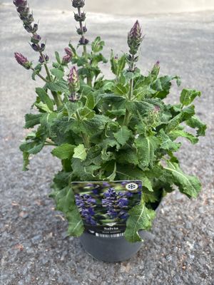 Salvia Blue Marvel