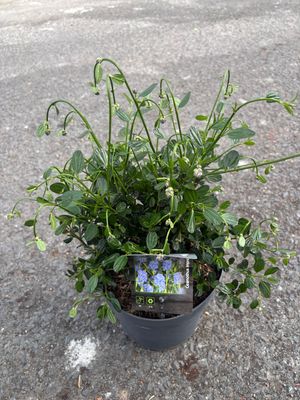 Ceanothus Victoria