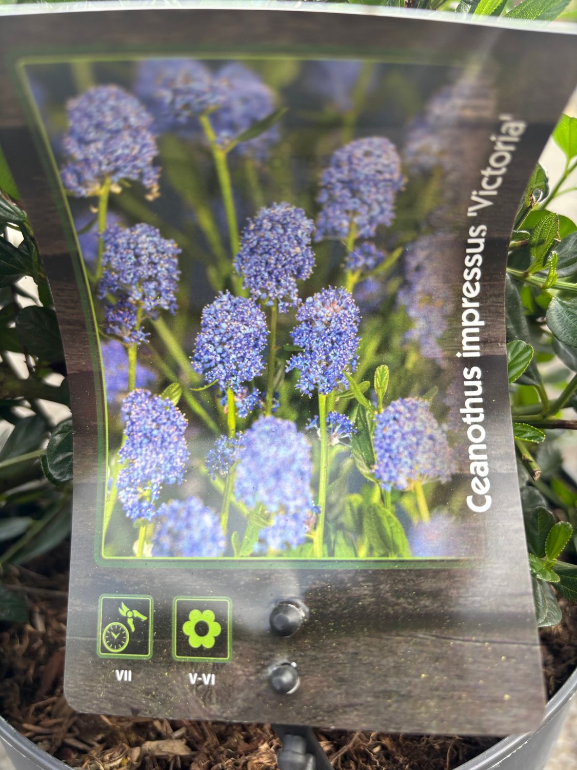 Ceanothus Victoria