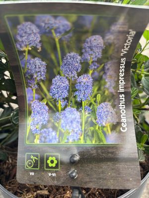 Ceanothus Victoria