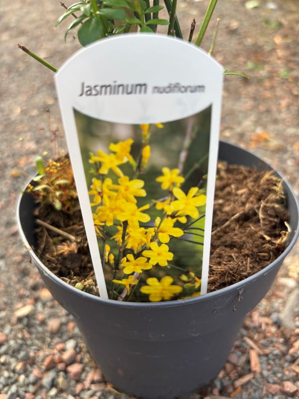 Jasmine Nudiflorum