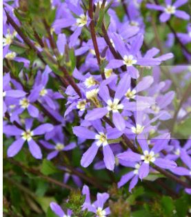 Scaveola Stardiva Blue ..for pots ,baskets ,window box