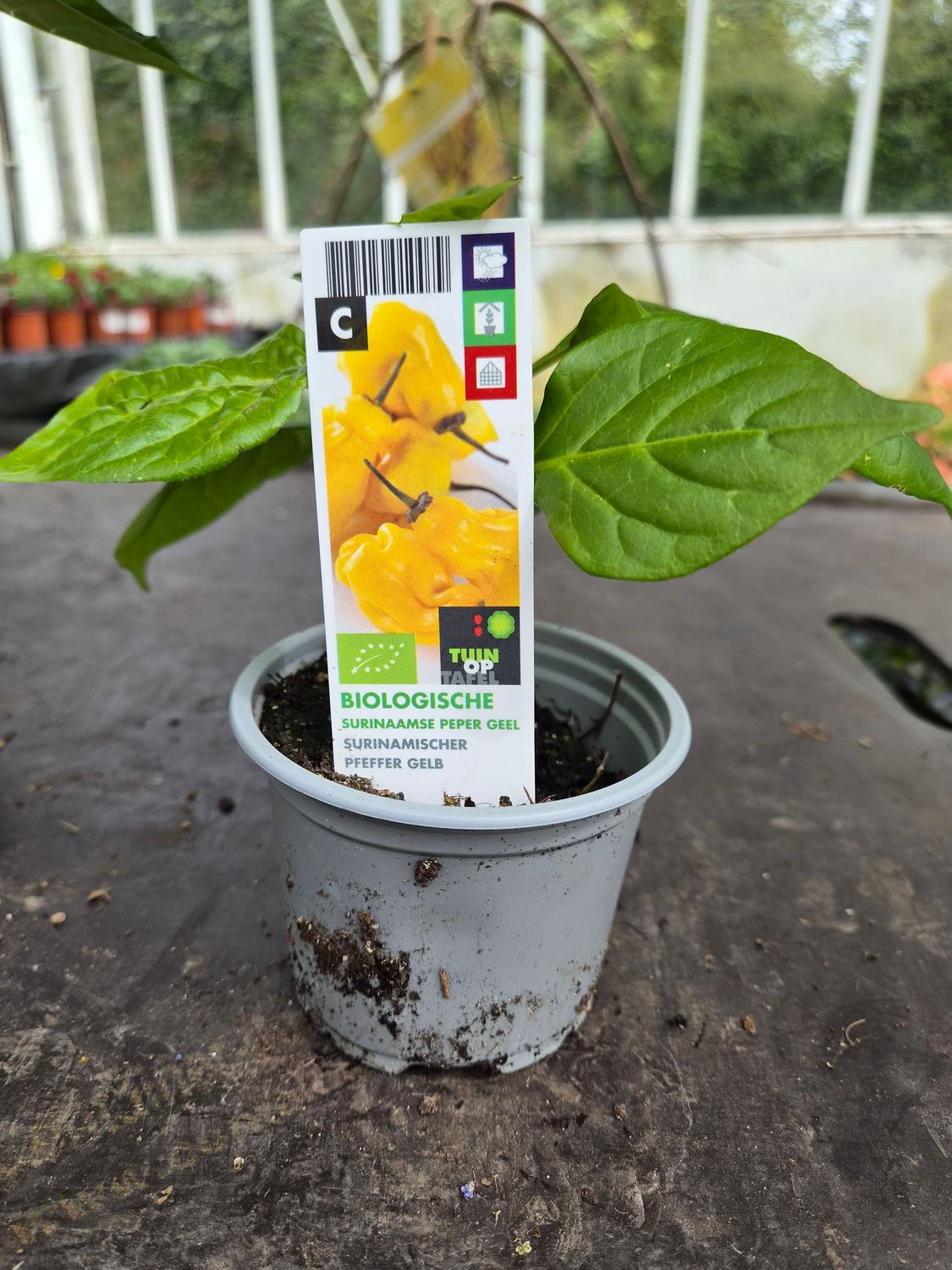 Surinam Yellow Pepper
