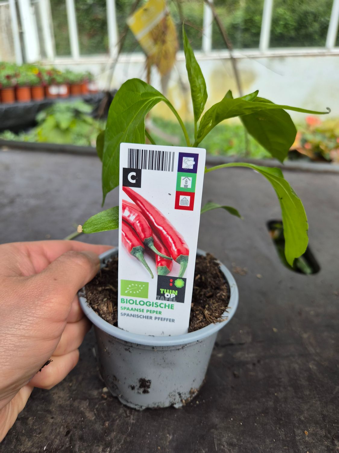 Spanish Pepper