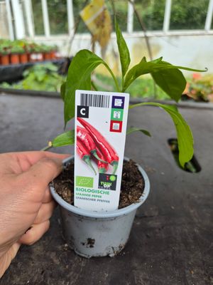 Spanish Pepper