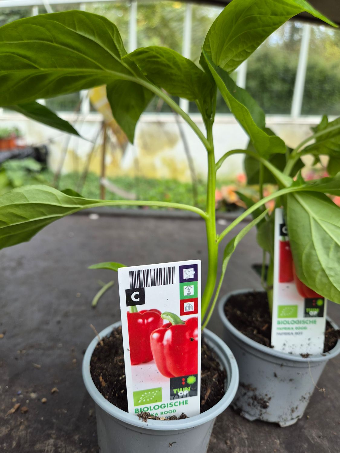 Red Pepper