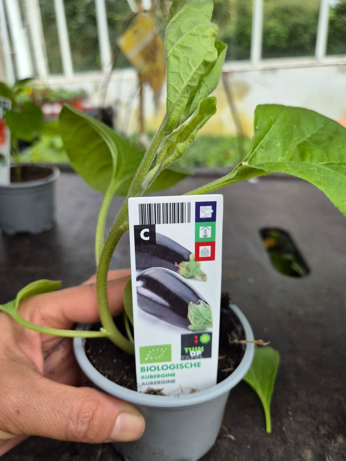 Aubergine
